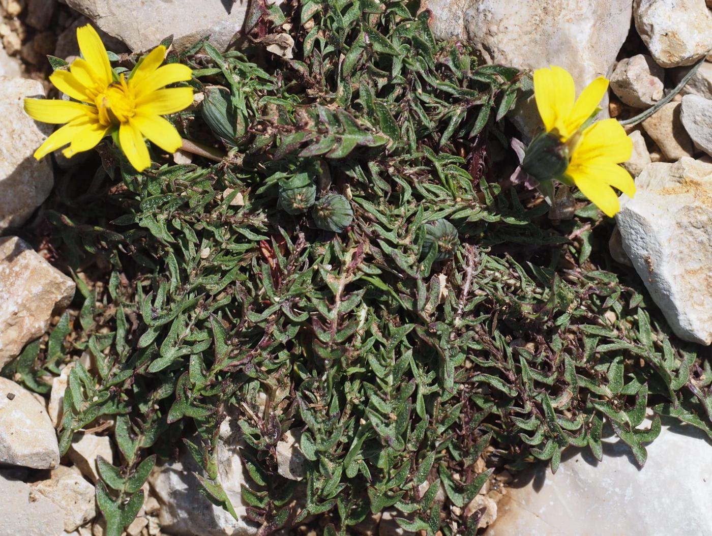 Dandelion, Lesser leaf